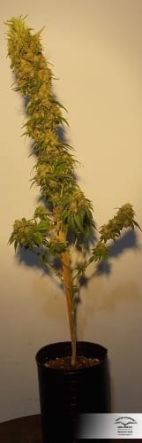 Image 22 of CBD SkunkHaze cannabis by Dutch Passion Seeds – Woodsy – High CBD – 12/12 Photoperiod – Seed City