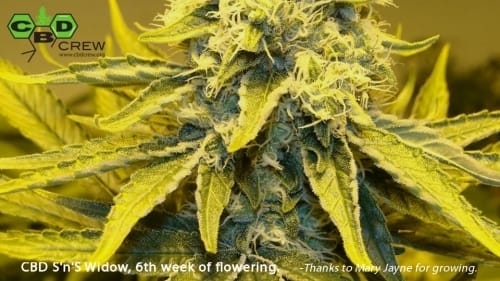 CBD Sweet n Sour Widow cannabis seeds – Regular – Sour – Indica-heavy – image 2 from Seed City
