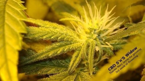 Indica-heavy – Resistant to Mould – Sour – CBD Sweet n Sour Widow strain – image 4 – from CBD Crew Seeds via Seed City
