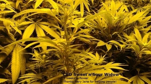 Regular – Sour – Resistant to Mould – CBD Sweet n Sour Widow strain – image 5 – from CBD Crew Seeds via Seed City