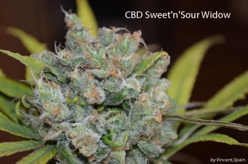 CBD Sweet n Sour Widow cannabis seeds – Suited for indoor growing – Sour – Resistant to Mould – image 6 from Seed City