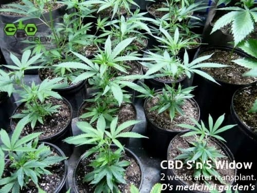 CBD Sweet n Sour Widow by CBD Crew Seeds – Sour – High CBD – Indica-heavy – image 7 – Seed City