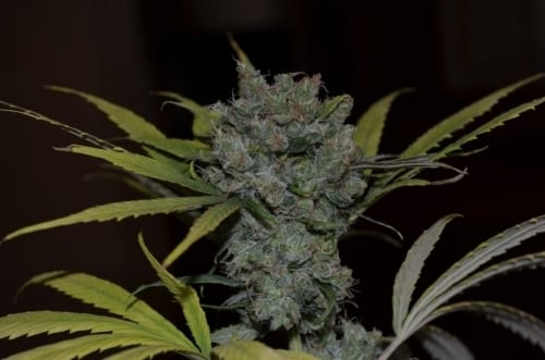 CBD Sweet n Sour Widow from CBD Crew Seeds