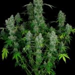 CBD-Enriched Warlock cannabis seeds – Indoor-friendly – General Pain – Sweet – image 2 from Seed City