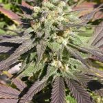 CBD-Enriched Warlock by Serious Seeds – Indica-heavy – Sweet – High CBD – image 4 – Seed City