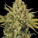 CBD-Enriched Warlock by Serious Seeds – 12/12 Photoperiod – Indica-heavy – Sweet – image 5 – Seed City