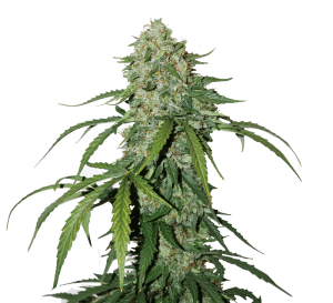 CBD 1:1 Silver Lime Haze Auto cannabis seeds – Lime – Female seeds – Sativa Dominant – image 1 from Seed City