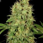 CBD-Chronic cannabis seeds – High CBD – General Pain – High Yielding – image 1 from Seed City