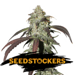 CBD Northern Lights from Seed Stockers
