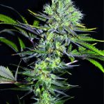 CBD Sweet 'n Sour Widow by Seedsman Seeds – The End of October – Regular – High CBD – image 1 – Seed City