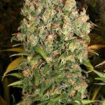 CBD-Enriched Warlock cannabis seeds – Indica-heavy – 12/12 Photoperiod – Indoor-friendly – image 1 from Seed City