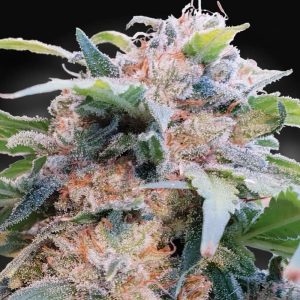 CBDream by Paradise Seeds – Indica – Outdoor cultivation – Relaxing – image 1 – Seed City