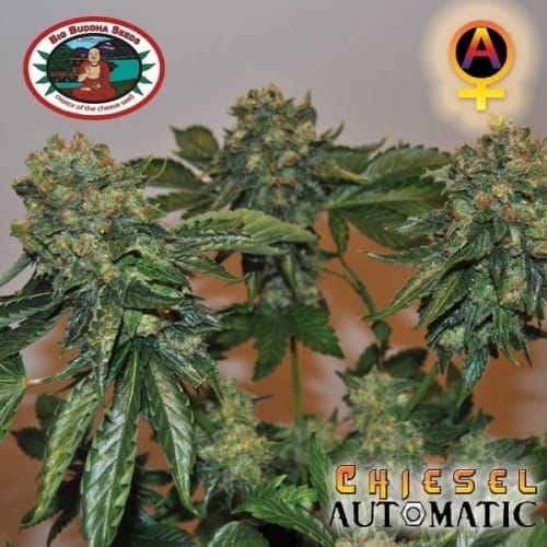 Chiesel Automatic from Big Buddha Seeds