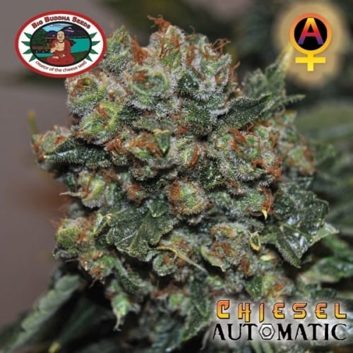 showing Auto-Flowering – Sativa-leaning – Female seeds – image 6 – Seed City