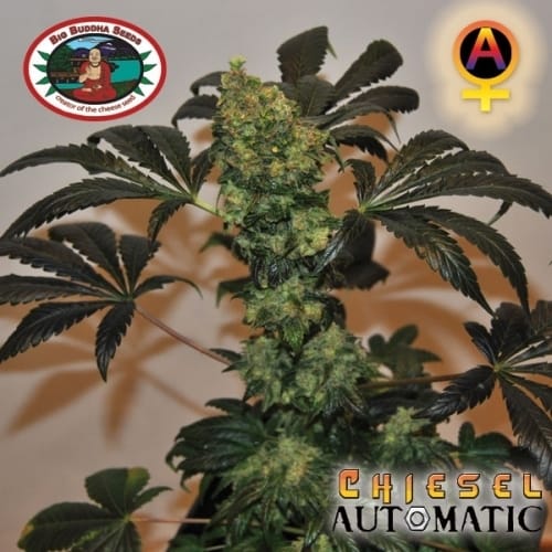Chiesel Automatic cannabis seeds – Female seeds – Dairy – Suited for indoor growing – image 5 from Seed City