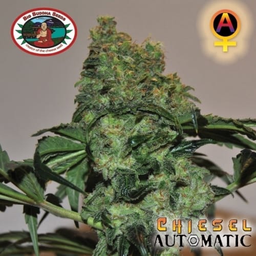 Chiesel Automatic by Big Buddha Seeds – Female seeds – Auto-Flowering – Suited for indoor growing – image 4 – Seed City