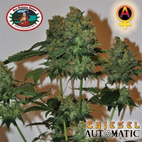 Chiesel Automatic cannabis seeds – Suited for indoor growing – Auto-Flowering – Female seeds – image 3 from Seed City