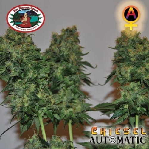 Image 2 of Chiesel Automatic cannabis by Big Buddha Seeds – Suited for indoor growing – Dairy – Female seeds – Seed City
