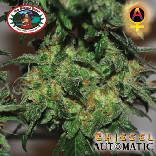 showing Dairy – Female seeds – Suited for indoor growing – image 7 – Seed City