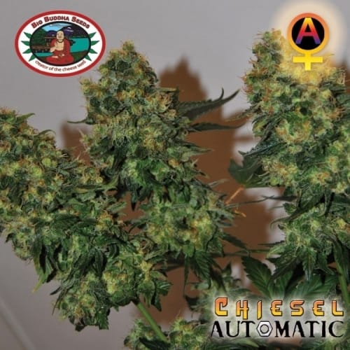 Chiesel Automatic cannabis seeds – Auto-Flowering – Suited for indoor growing – Female seeds – image 8 from Seed City