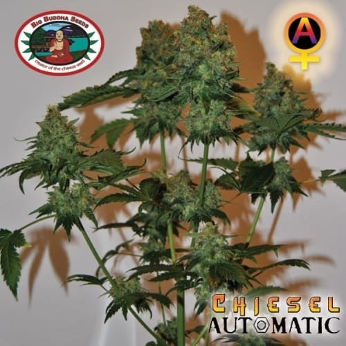 Chiesel Automatic by Big Buddha Seeds – Suited for indoor growing – Auto-Flowering – Female seeds – image 9 – Seed City