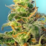 Cream Caramel CBD cannabis seeds – Earthy – Indica Dominant – The End of September – image 2 from Seed City