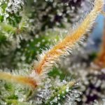 Image 3 of Cream Caramel CBD cannabis by Sweet Seeds – High CBD – The End of September – Indica Dominant – Seed City