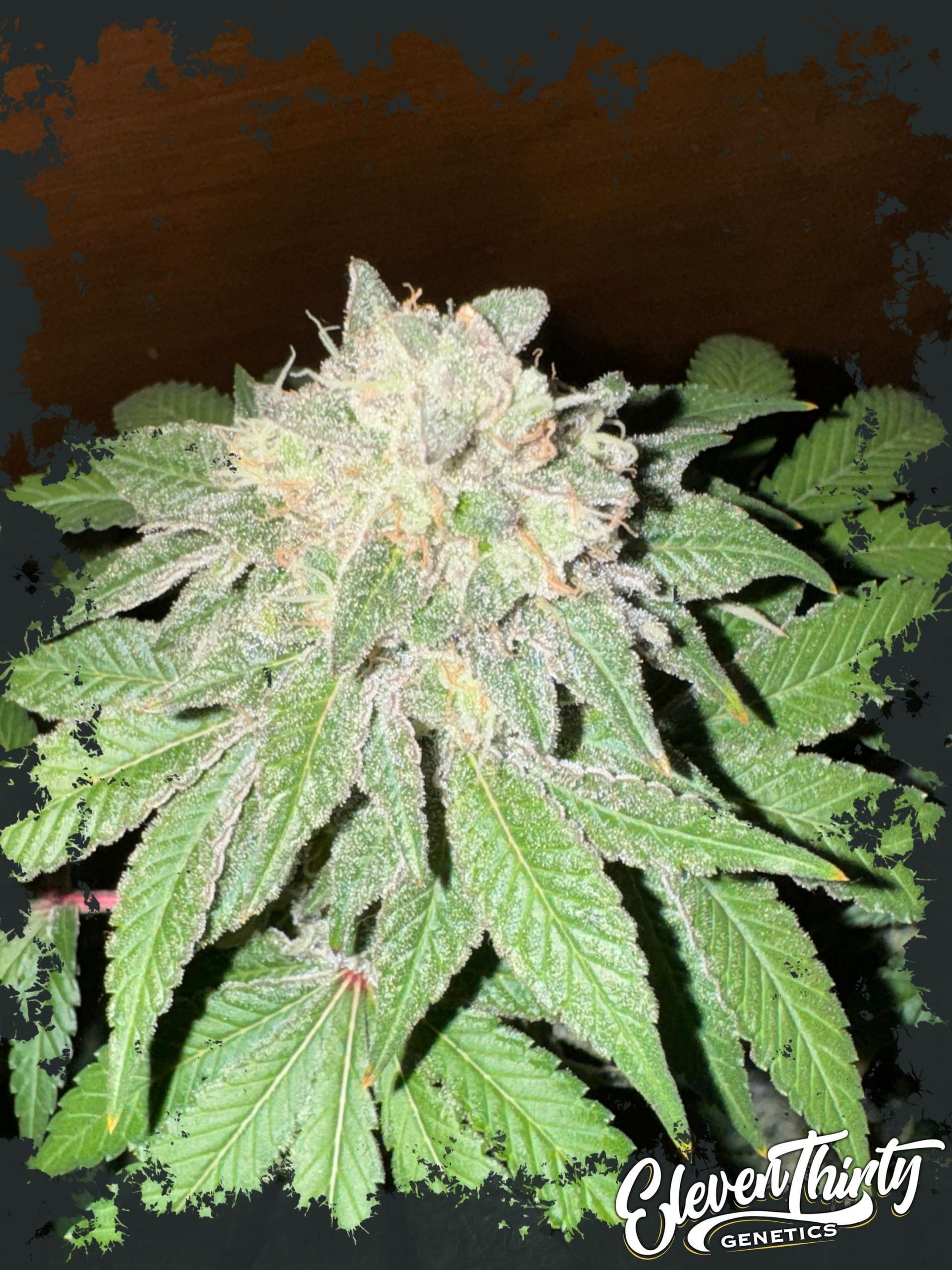 Cake Budder by ElevenThirty Genetics – Relaxing – High Yielding – Feminized – image 1 – Seed City