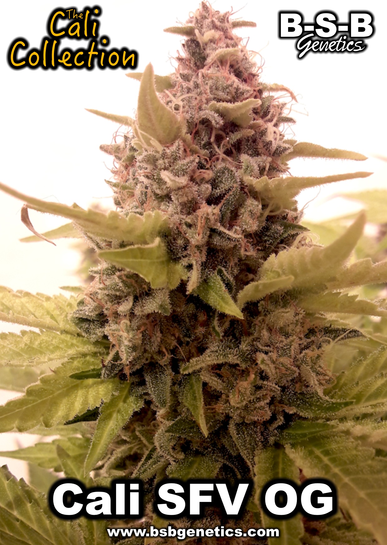 Cali SFV OG from BSB Genetics