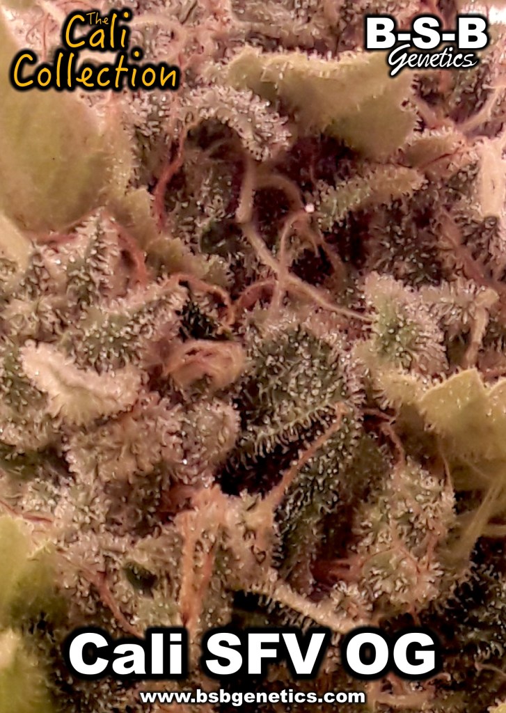 showing Good for outdoor grow – Sativa Dominant – Female seeds – image 2 – Seed City