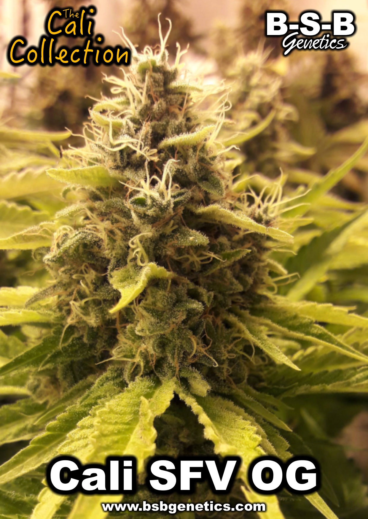 Image 3 of Cali SFV OG cannabis by BSB Genetics – Body Stone – Sativa Dominant – Woodsy – Seed City