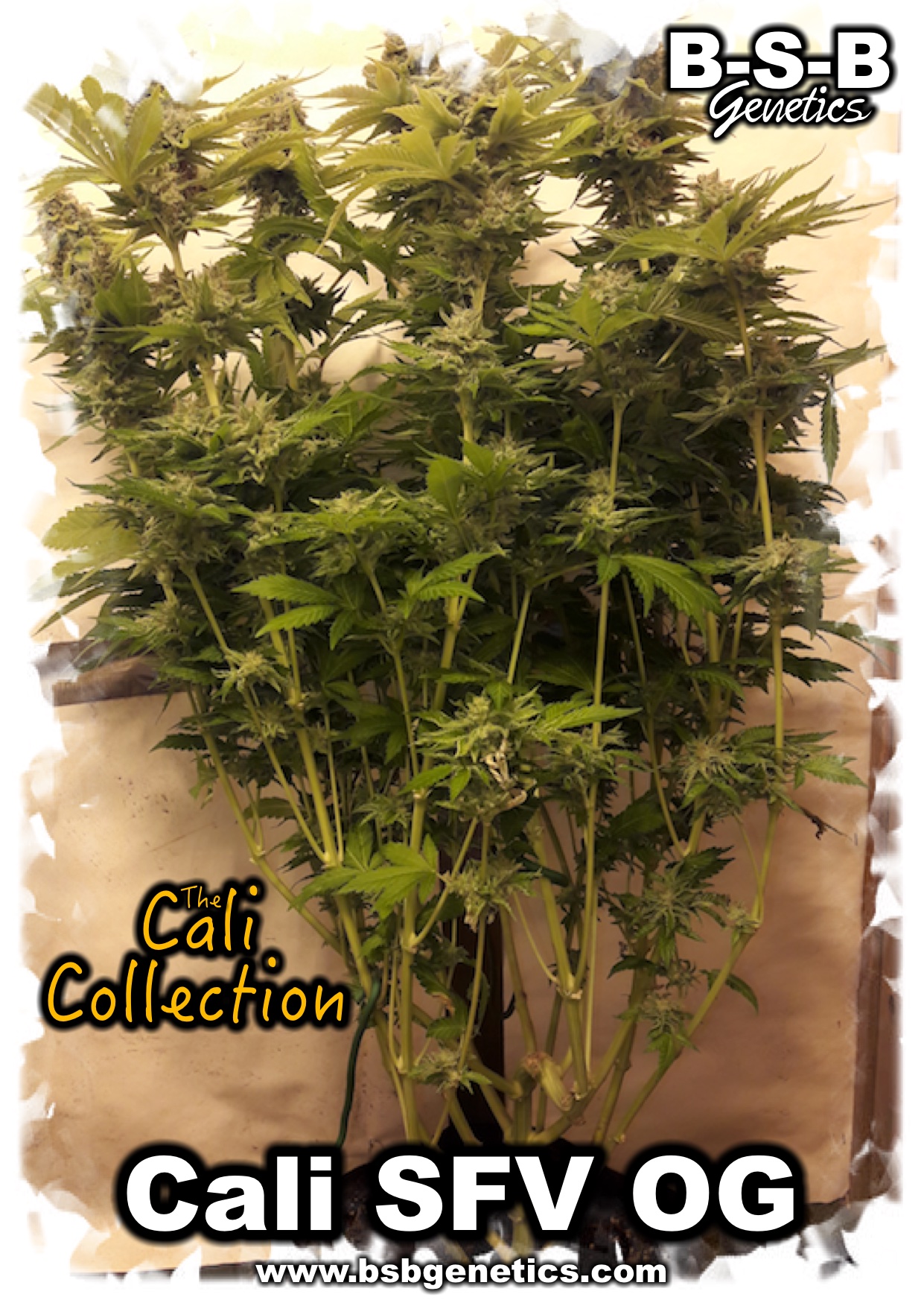 Cali SFV OG by BSB Genetics – Female seeds – Woodsy – Super Strength – image 5 – Seed City