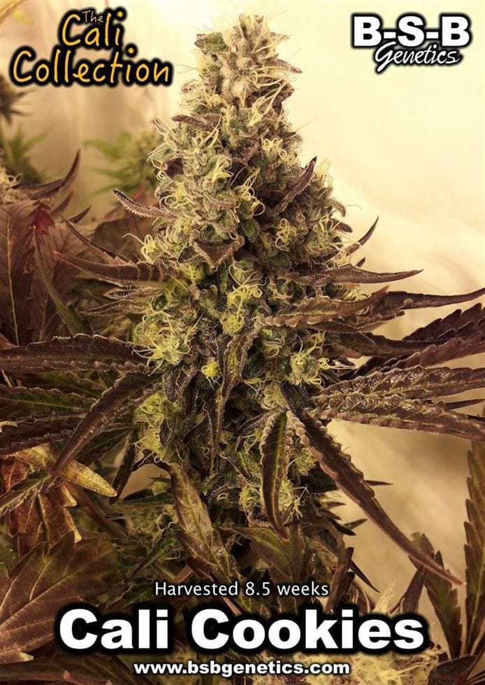 Indica Dominant – Nausea – Super Strength – Cali Cookies strain – image 1 – from BSB Genetics via Seed City