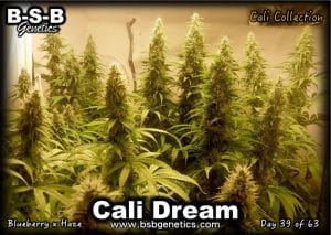 Cali Dream