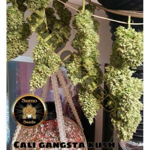 Cali Gangster Kush