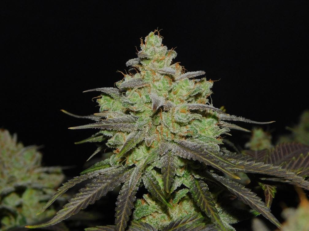 Image 1 of Cali OG Kush cannabis by BSB Genetics – Indoor-friendly – Relaxing – Lemon – Seed City