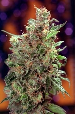 Californian Orange by Dutch Passion Seeds – Social – Female seeds – Suited for indoor growing – image 2 – Seed City
