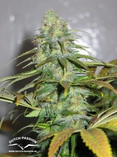 Californian Orange cannabis – image 3 – Seed City