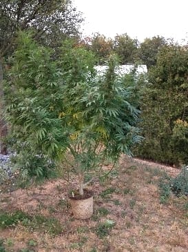 Californian Orange cannabis seeds – 12/12 Photoperiod – Social – Beginning of November – image 4 from Seed City