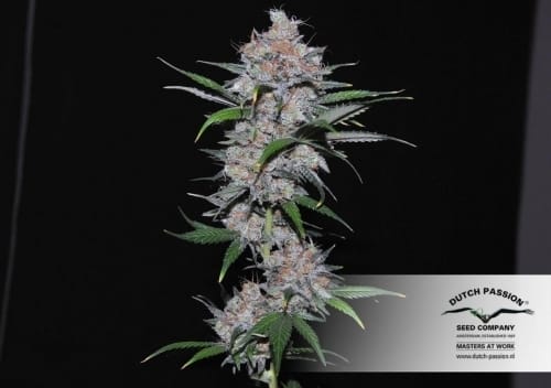 Californian Orange by Dutch Passion Seeds – Female seeds – Beginning of November – Social – image 6 – Seed City
