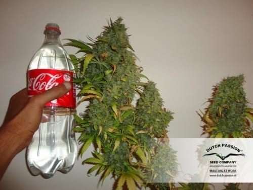 Californian Orange cannabis seeds – Social – Female seeds – Suited for indoor growing – image 7 from Seed City