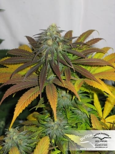 Californian Orange cannabis seeds – 50% Indica/50% Sativa – 12/12 Photoperiod – Female seeds – image 9 from Seed City