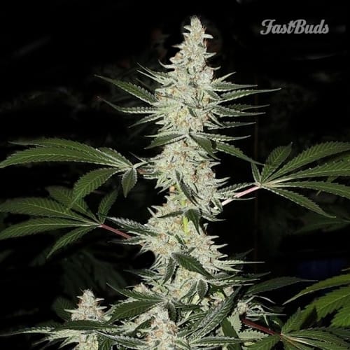 Image 2 of Californian Snow cannabis by FastBuds – Anxiety – Sour – 50% Indica/50% Sativa – Seed City