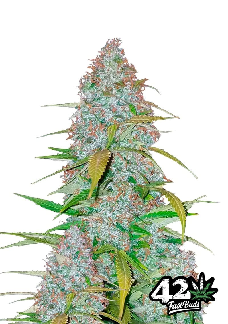 Californian Snow cannabis seeds – Anxiety – Auto-Flowering – 50% Indica/50% Sativa – image 1 from Seed City