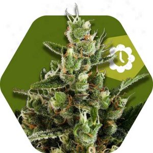Candy Caramelo Auto cannabis seeds – Caramel – Auto-Flowering – Creative – image 1 from Seed City