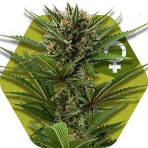 Candy Caramelo Fast Flowering by Zambeza Seeds – Indica-heavy – Outdoor – Focused – image 1 – Seed City