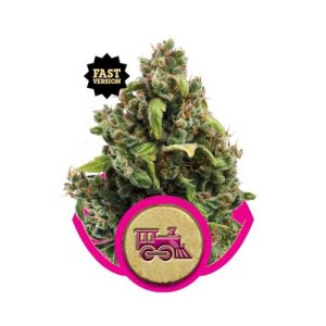 Outdoor – Sweet – Mostly Indica – Candy Kush Express Fast V strain – image 1 – from Royal Queen Seeds via Seed City