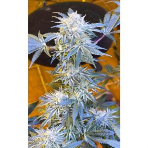 Candy'n Cream cannabis seeds – Outdoor – Citrus – Uplifting – image 1 from Seed City