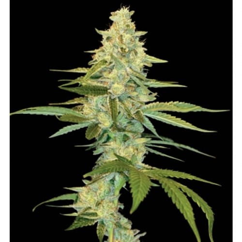 showing Feminized – Outdoor – Mostly Sativa – image 1 – Seed City