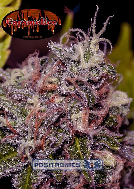 Caramel Ice from Positronic Seeds